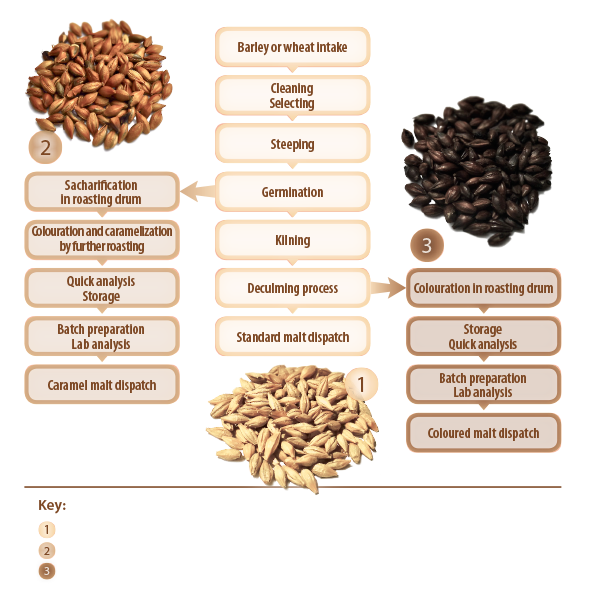 Kilned and roasted malts’ production diagram - diagram