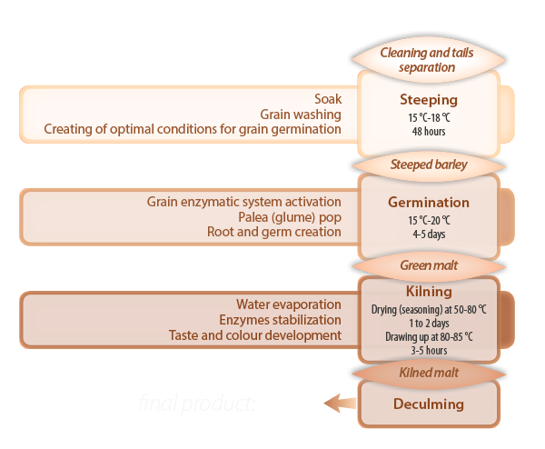 From the barley to the malt - diagram